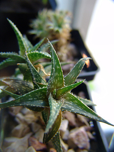 Aloe rauhii