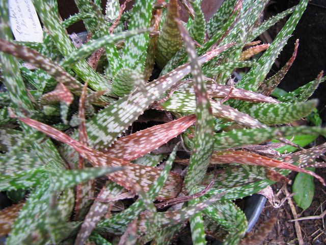 Aloe rauhii