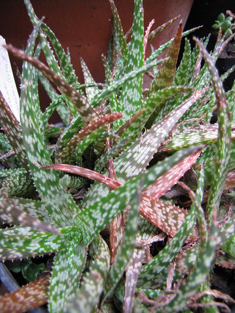Aloe rauhii