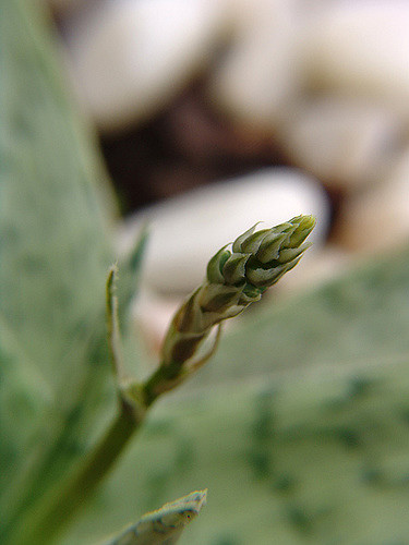 Aloe rauhii