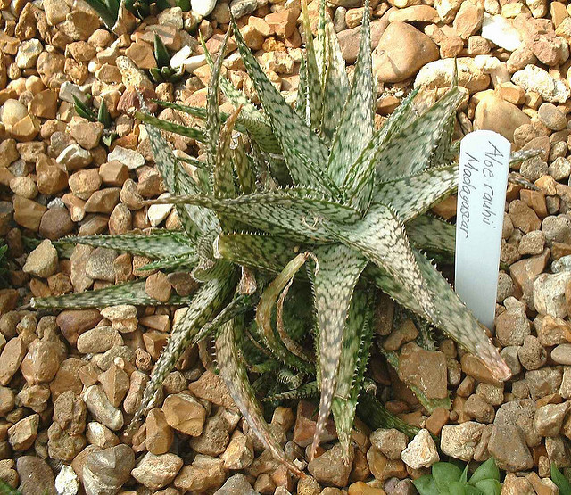 Aloe rauhii