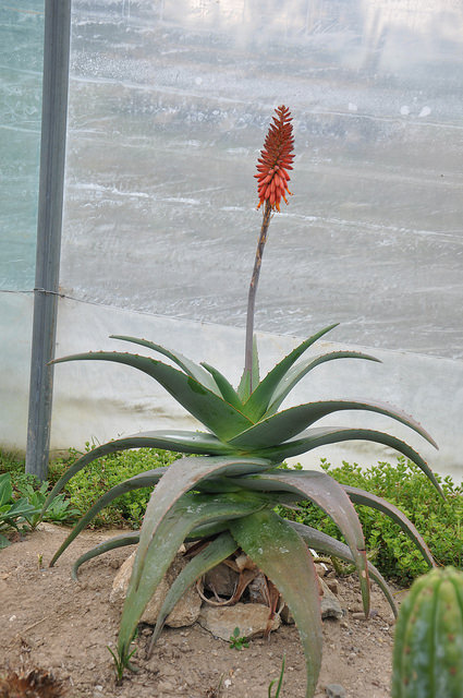 Aloe rubroviolacea