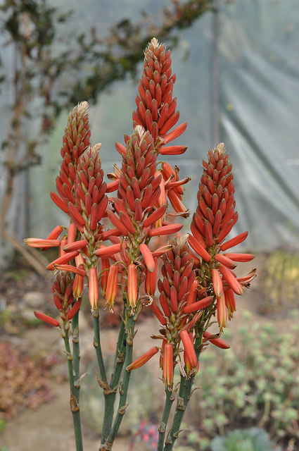 Aloe sabaea