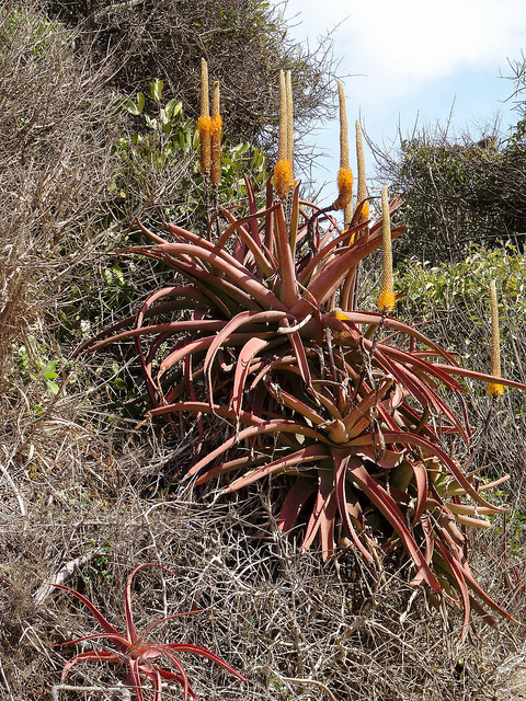 Aloe spicata