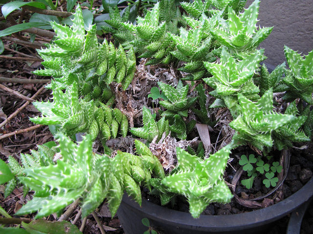 Aloe squarrosa (Aloe squarrosa)