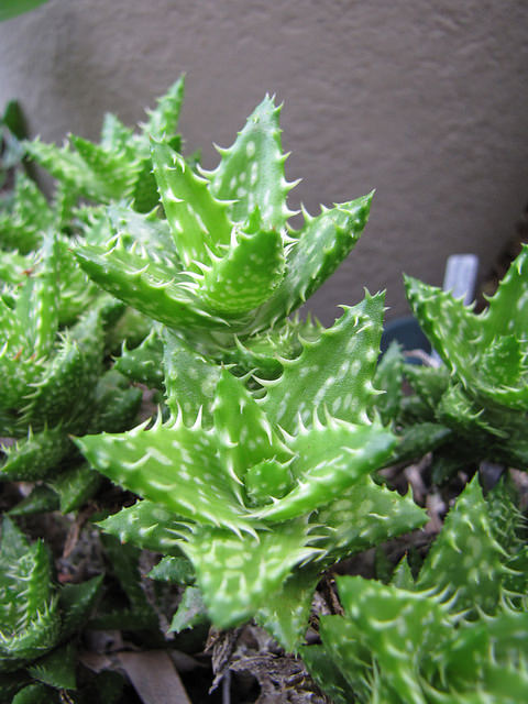 Aloe squarrosa