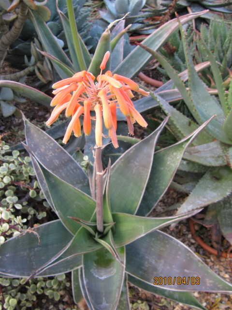 Aloès corail