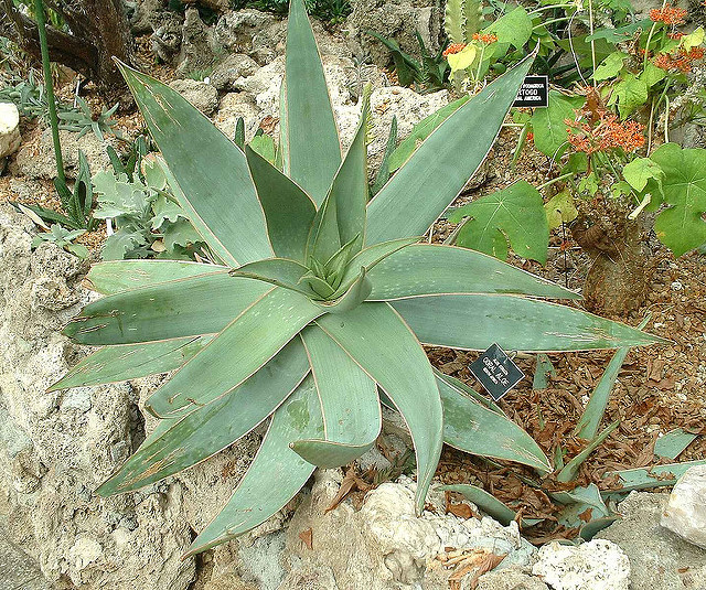 Aloès corail