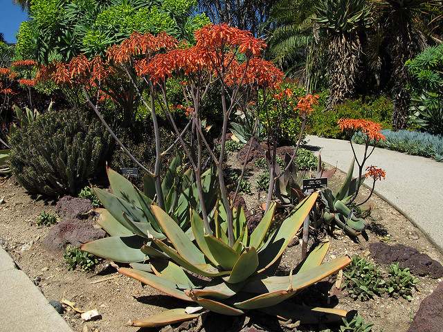 Aloès corail