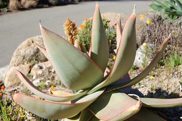 Aloès corail (Aloe striata)