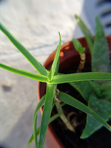 Aloe striatula