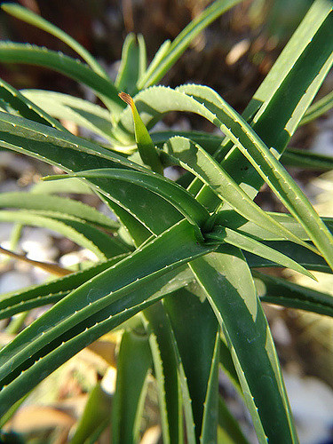 Aloe striatula