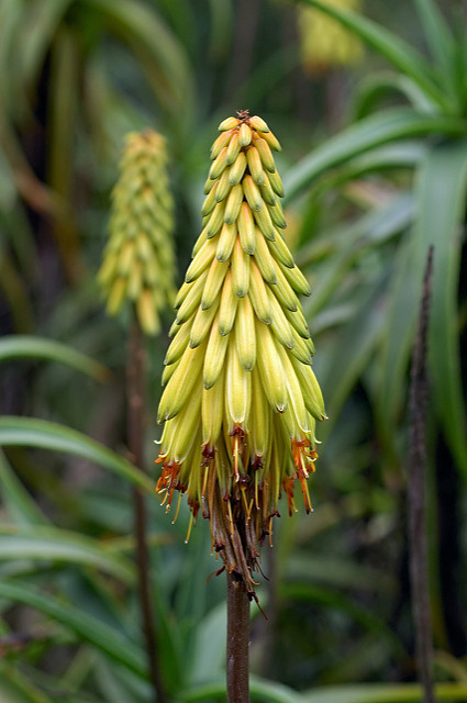 Aloe striatula