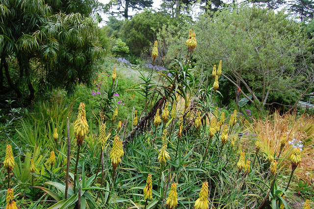 Aloe striatula