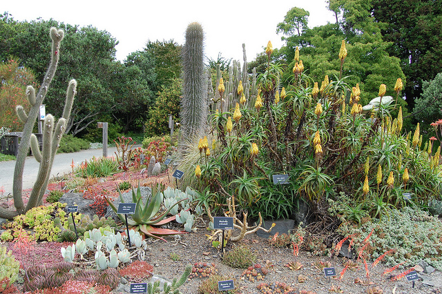 Aloe striatula