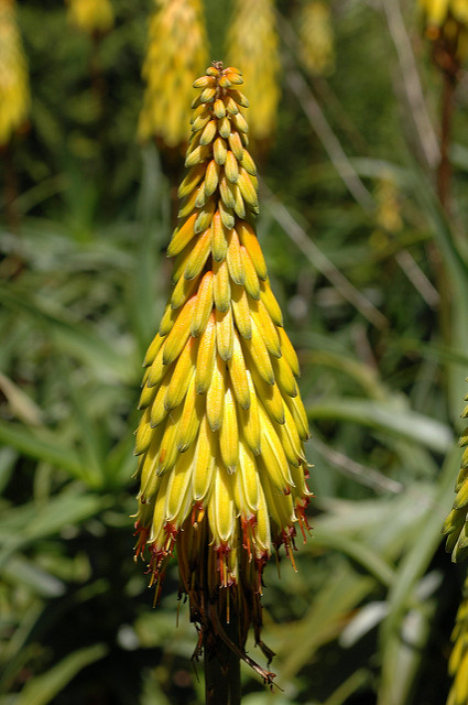 Aloe striatula