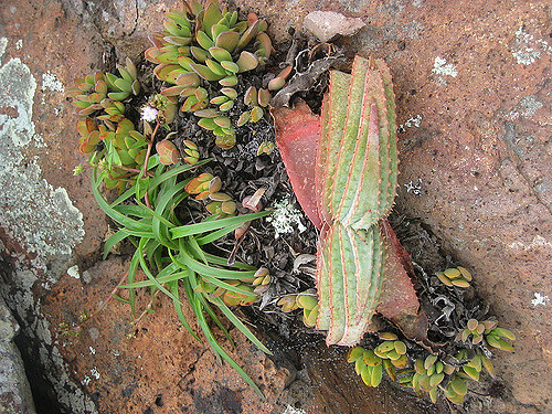 Aloe suprafoliata