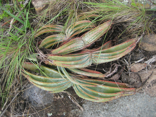 Aloe suprafoliata