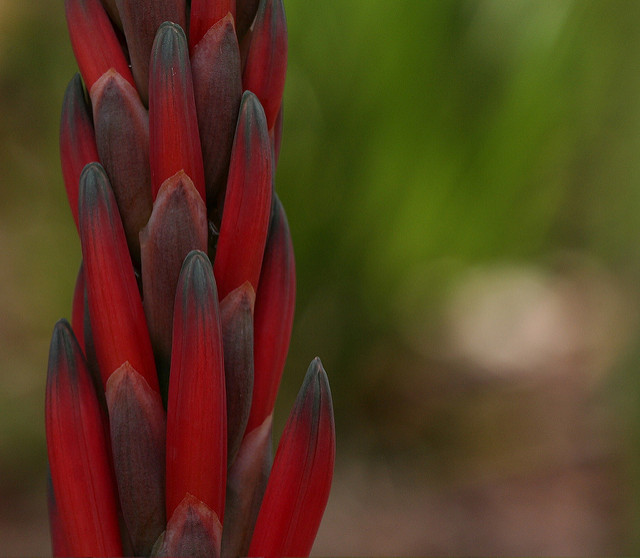 Aloe suprafoliata