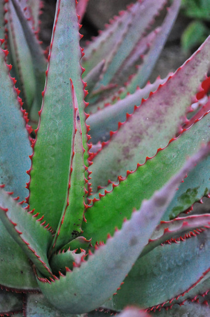 Aloe suprafoliata