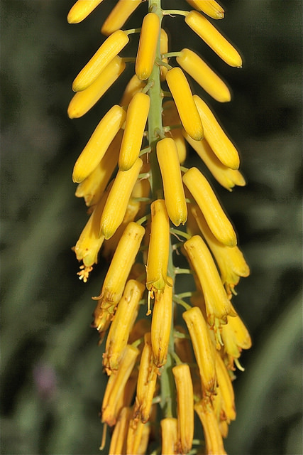 Aloe tenuior