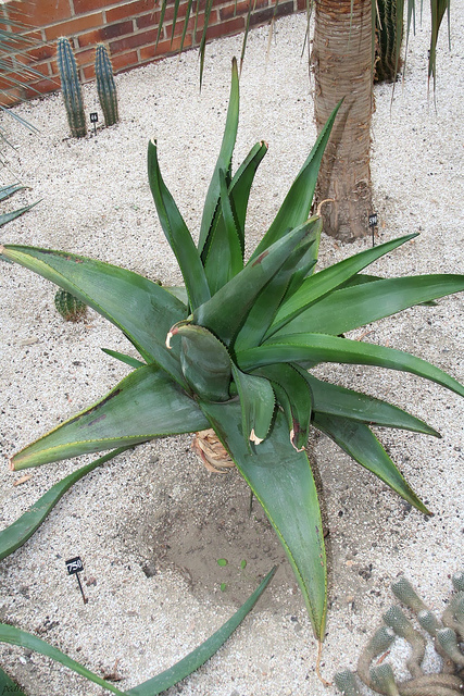 Aloe thraskii