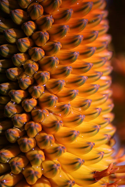 Aloe thraskii