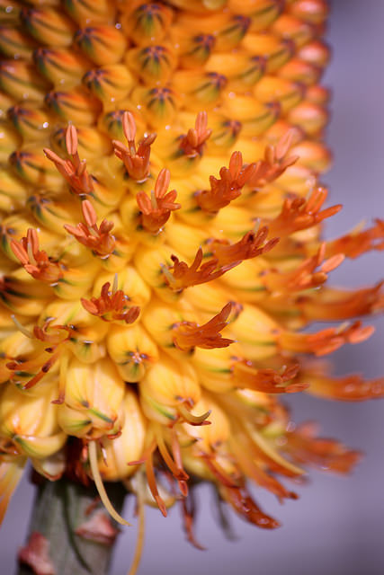 Aloe thraskii