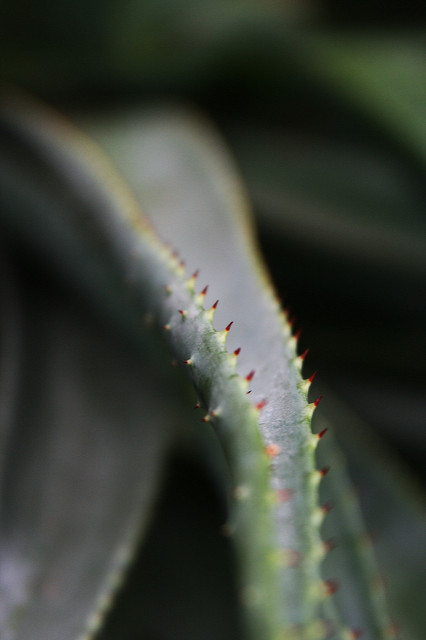 Aloe thraskii