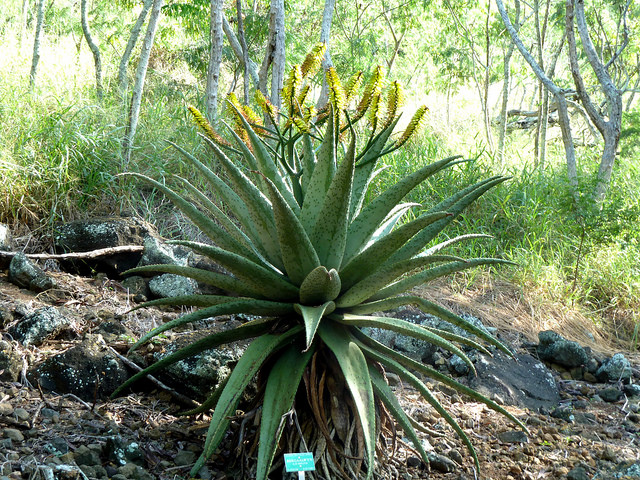 Aloe vaombe