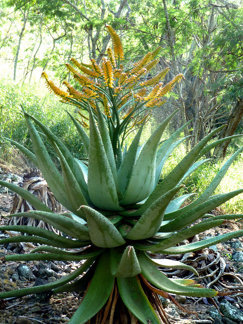 Aloe vaombe