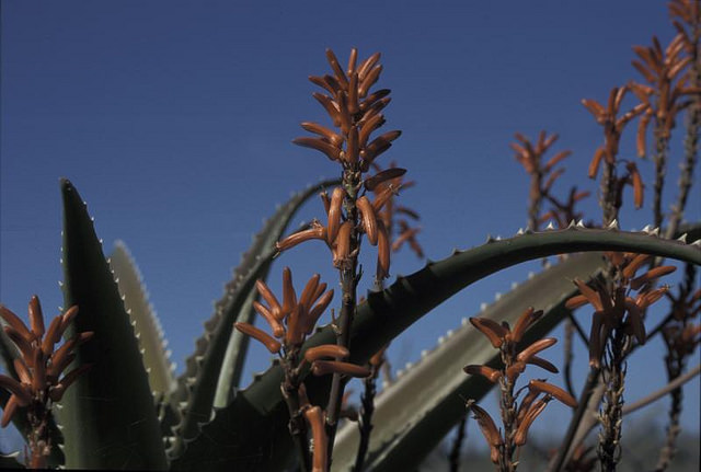 Aloe vaombe