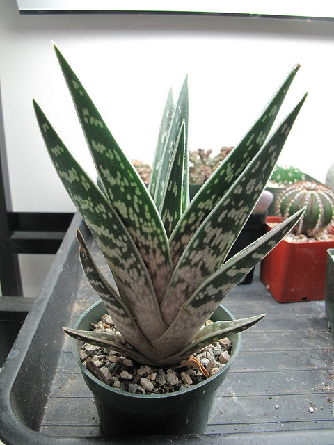 Aloe panaché