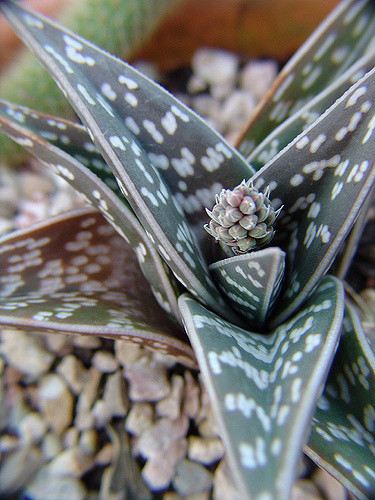 Aloe panaché