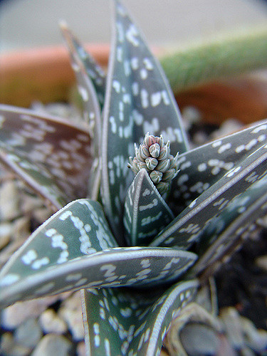 Aloe panaché