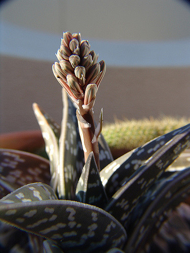 Aloe panaché