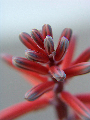 Aloe panaché