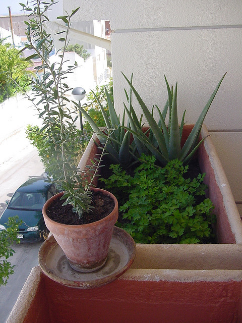 Aloès vera