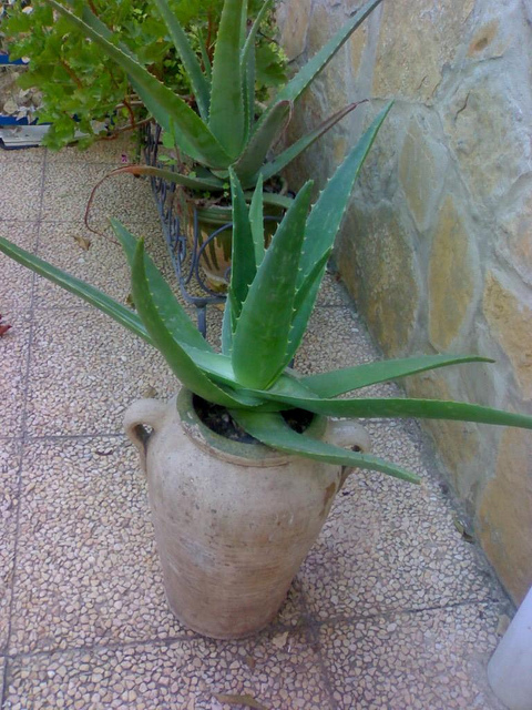 Aloès vera