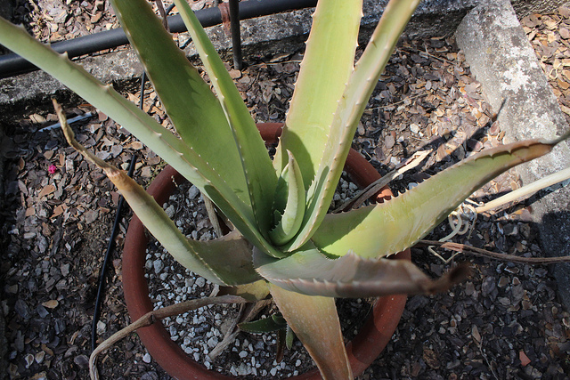 Aloès vera (Aloe vera)