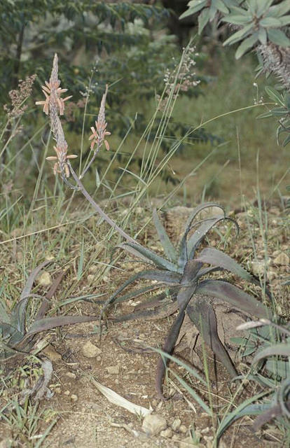 Aloe viguieri