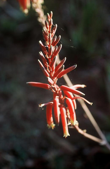 Aloe viguieri