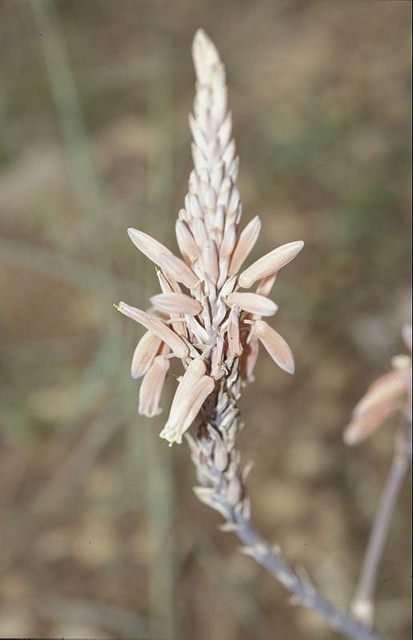 Aloe viguieri