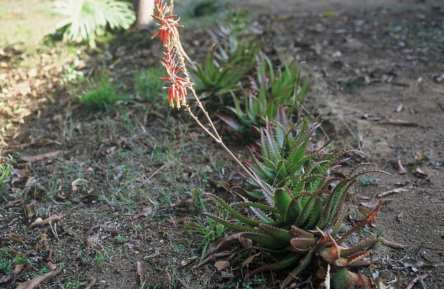 Aloe viguieri (Aloe viguieri)