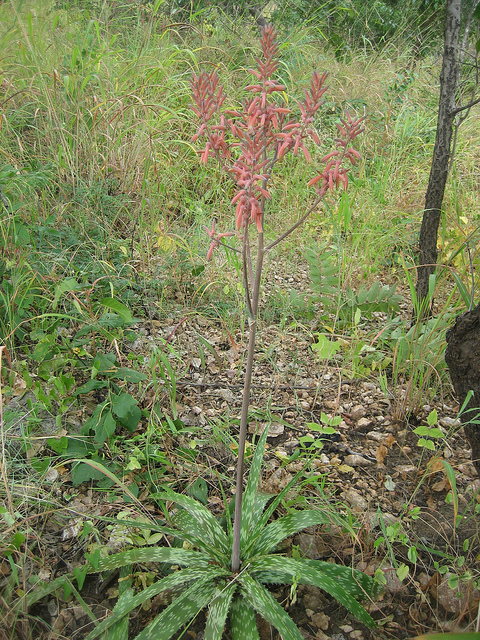 Aloe zebrina