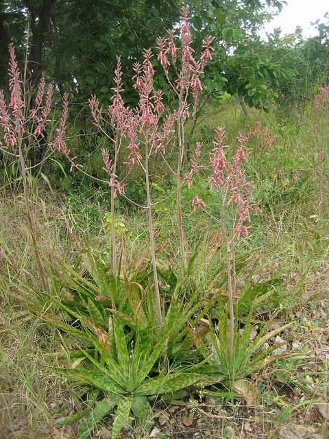 Aloe zebrina