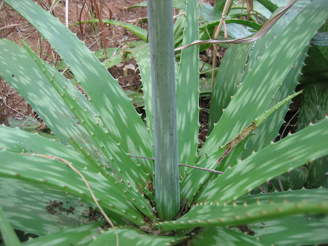 Aloe zebrina