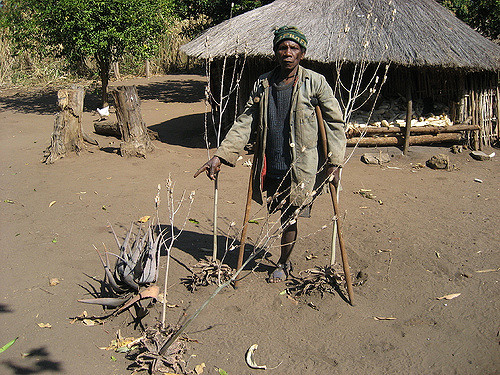 Aloe zebrina