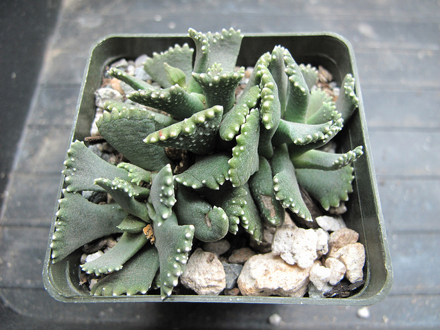 Aloinopsis malherbei (Aloinopsis malherbei)