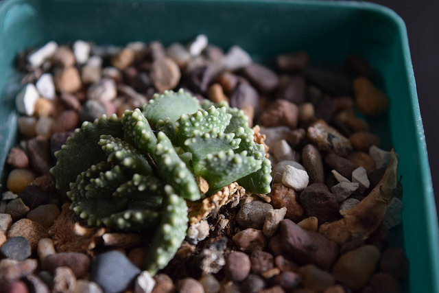 Aloinopsis malherbei